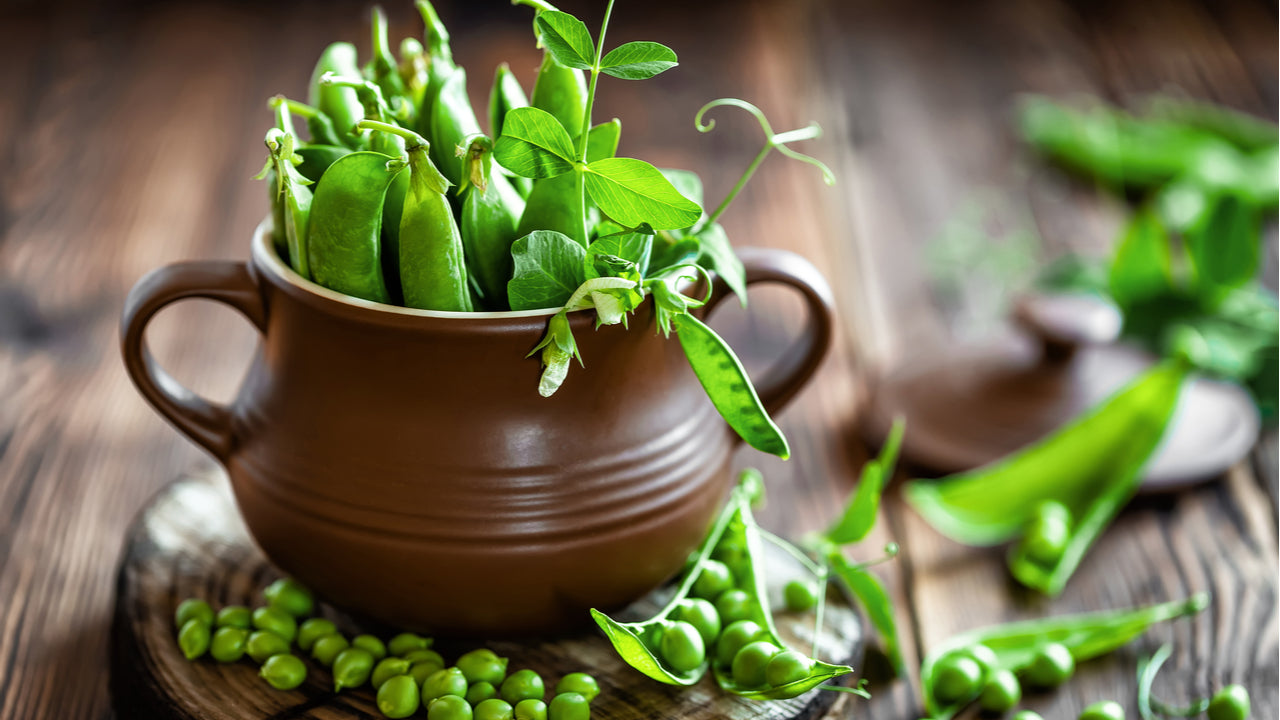 Bezelye Proteini vs. Whey Proteini