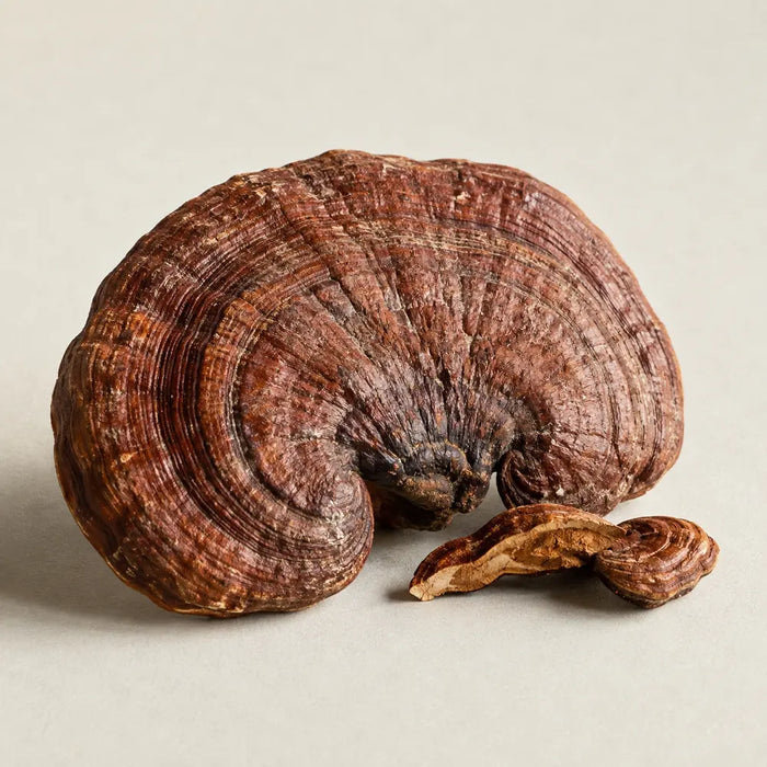 reishi