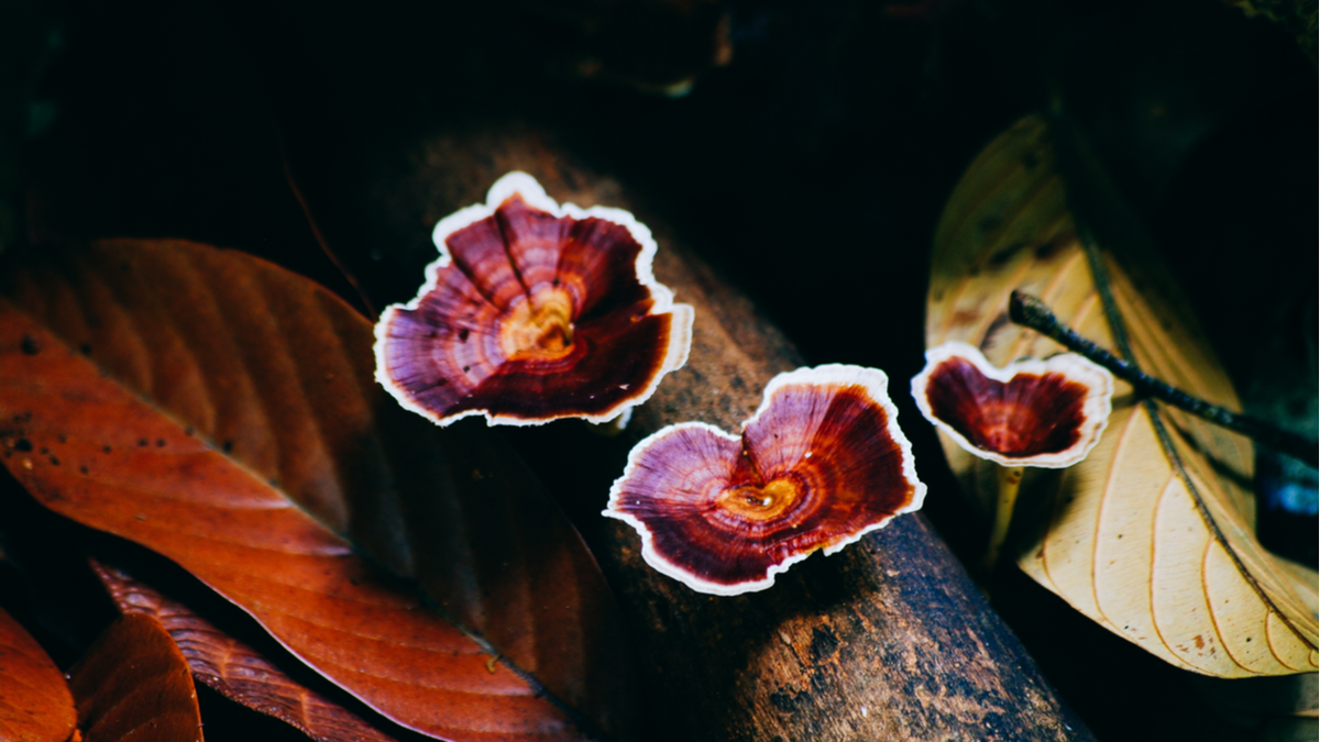 Reishi mantarı ve faydaları
