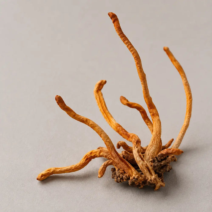 cordyceps
