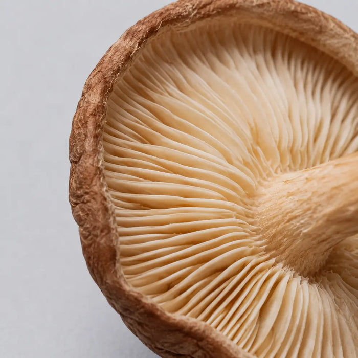 shiitake